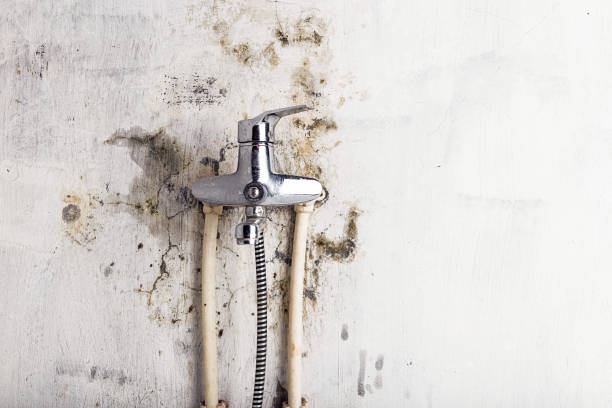 Best Black Mold Remediation in Pantego, TX