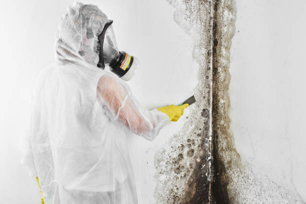 Best Health and Safety Mold Remediation in Pantego, TX