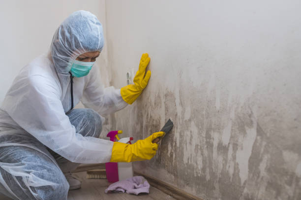 Best Residential Mold Remediation in Pantego, TX
