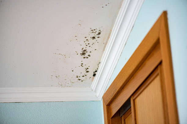 Best Commercial Mold Remediation in Pantego, TX