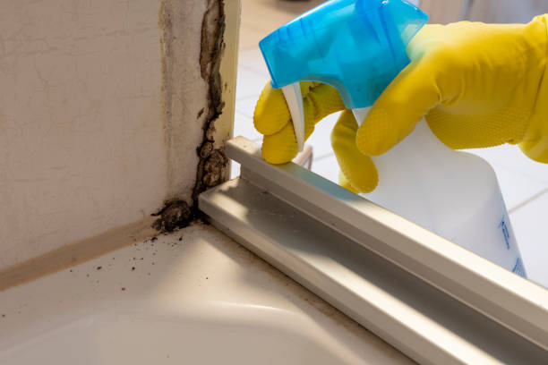 Best Black Mold Remediation in Pantego, TX