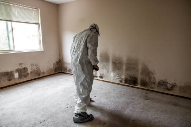 Best DIY Mold Remediation Support Services in Pantego, TX