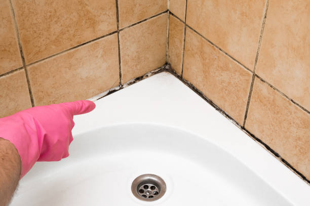 Best Mold Remediation for Schools in Pantego, TX
